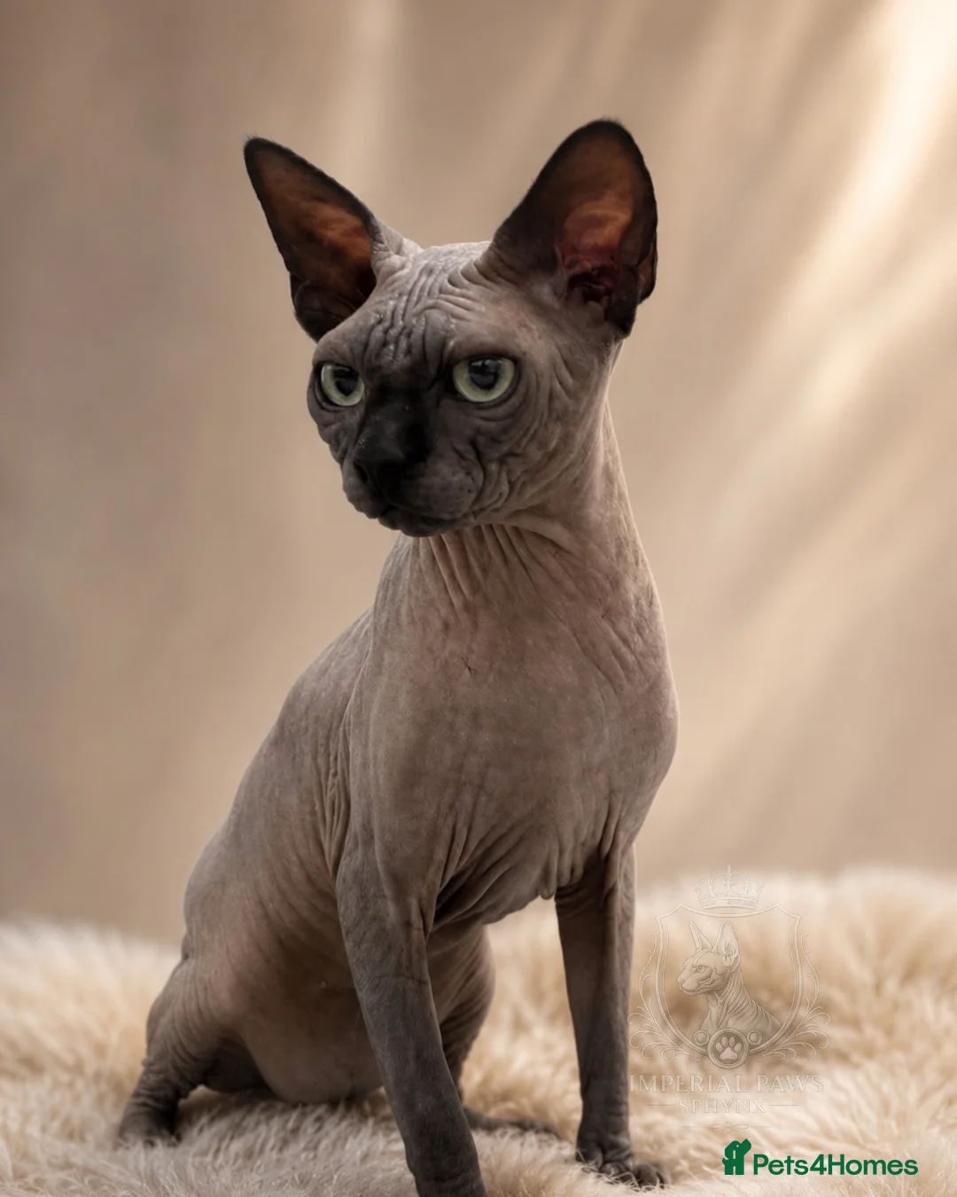 Sphynx cats for stud: TICA Registered Active,Canadian Sphynx is for STUD - Advert 1