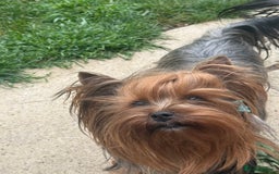 Yorkshire Terrier dogs for sale: Pedigree Yorkshire terrier - Image 5