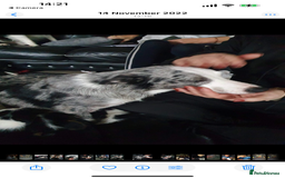 Border Collie dogs for sale:  Beautiful Border Collie Puppies  - Image 5