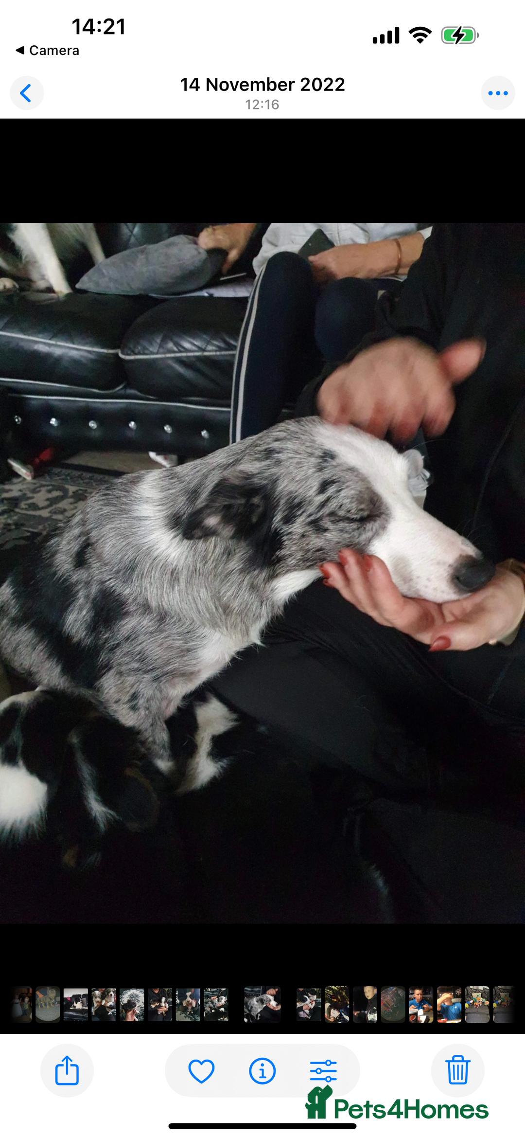 Border Collie dogs for sale:  Beautiful Border Collie Puppies  - Image 5