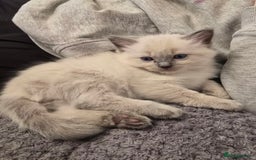 Ragdoll cats for sale: Ragdoll kittens for sale - Image 9