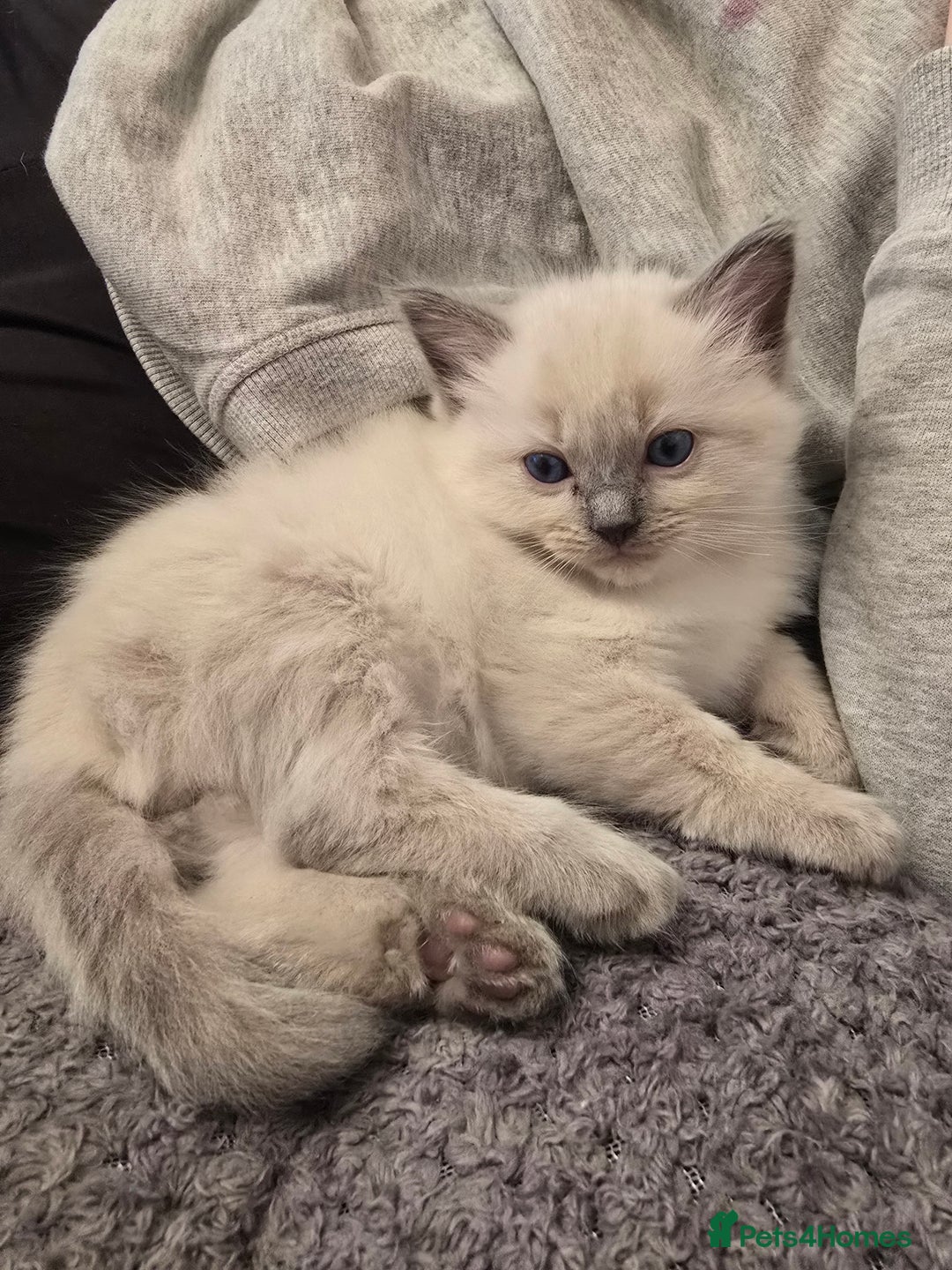 Ragdoll cats for sale: Ragdoll kittens for sale - Image 9