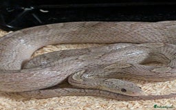 Corn Snake reptiles for sale: Mix of beautiful colourful corn snakes for sale - Image 10