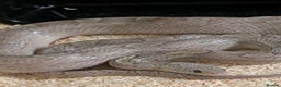 Corn Snake reptiles for sale: Mix of beautiful colourful corn snakes for sale - Advert 10