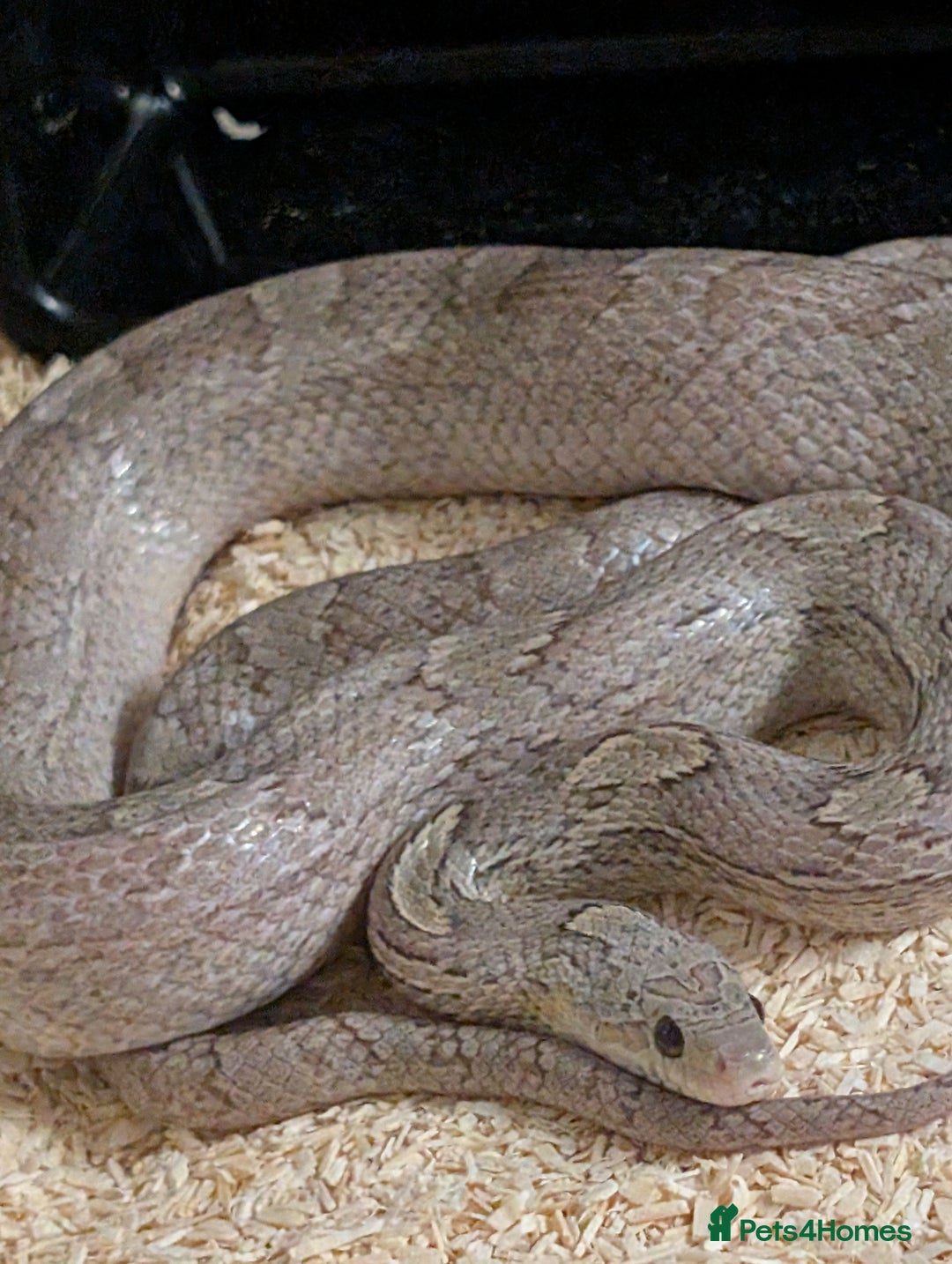 Corn Snake reptiles for sale: Mix of beautiful colourful corn snakes for sale - Image 10