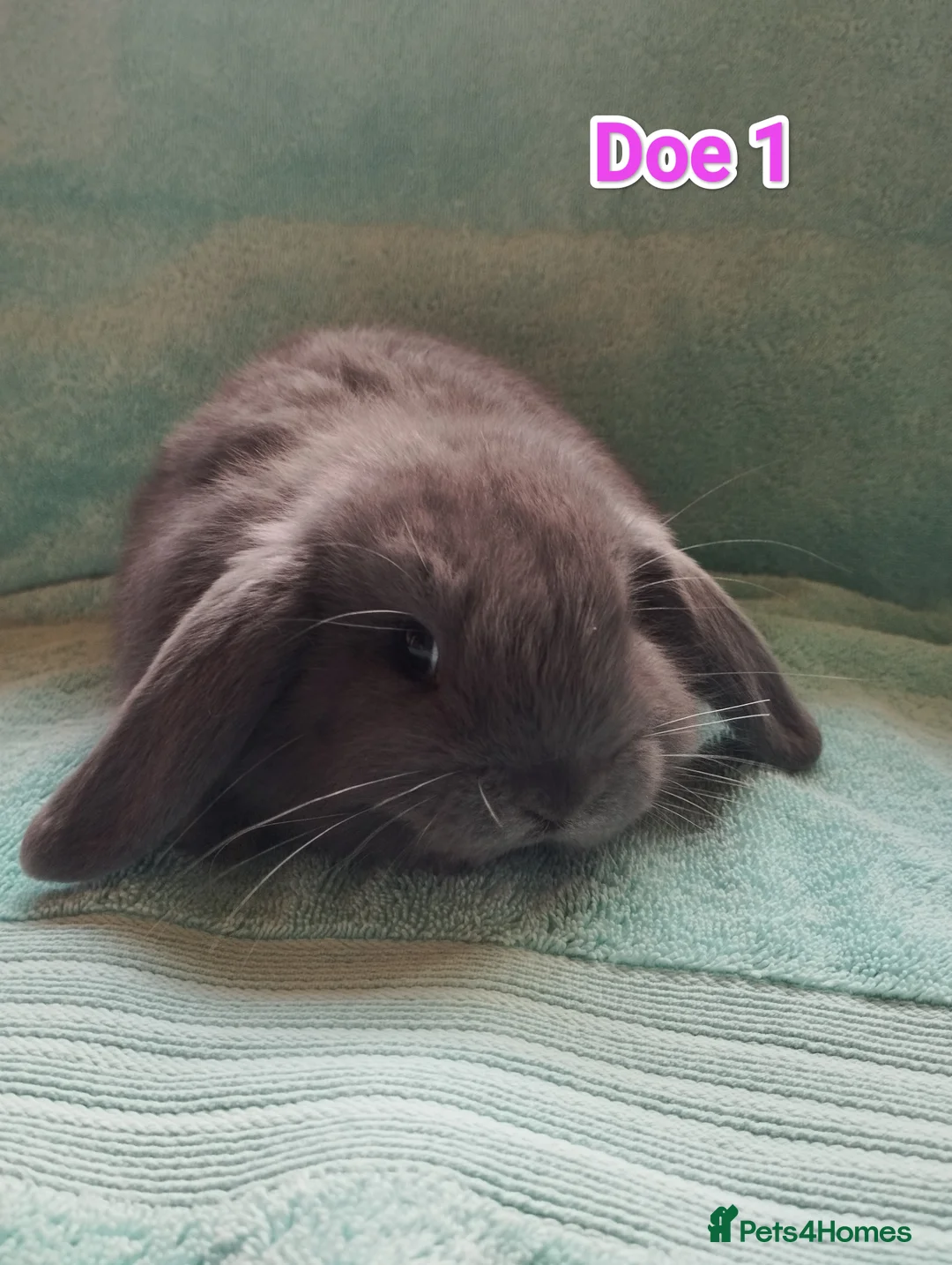 Mini Lop rabbits for sale: 5 Mini Lop Doe's looking for homes 🥰 - Advert 1