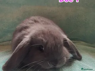 Mini Lop rabbits 5 Mini Lop Doe's looking for homes 🥰 - Advert 18
