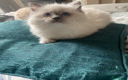 Ragdoll cats for sale: GCCF and Tica pedigree ragdolls kittens for sale - Image 6