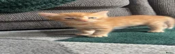 Mixed Breed cats for sale: Litter of 3 beautiful kittens  - Advert 7