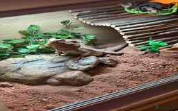 Bearded Dragon reptiles for sale: Bearded dragon plus set up  - Image 2