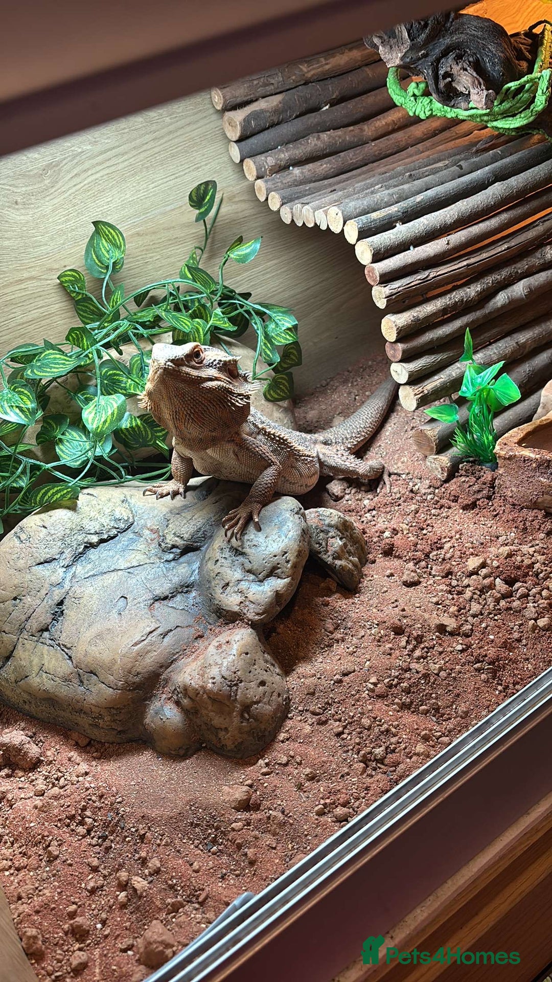 Bearded Dragon reptiles for sale: Bearded dragon plus set up  - Image 2