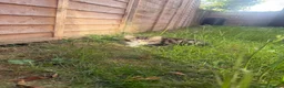 British Shorthair cats for sale: Adorable Kittens Looking for Loving Homes - Advert 20