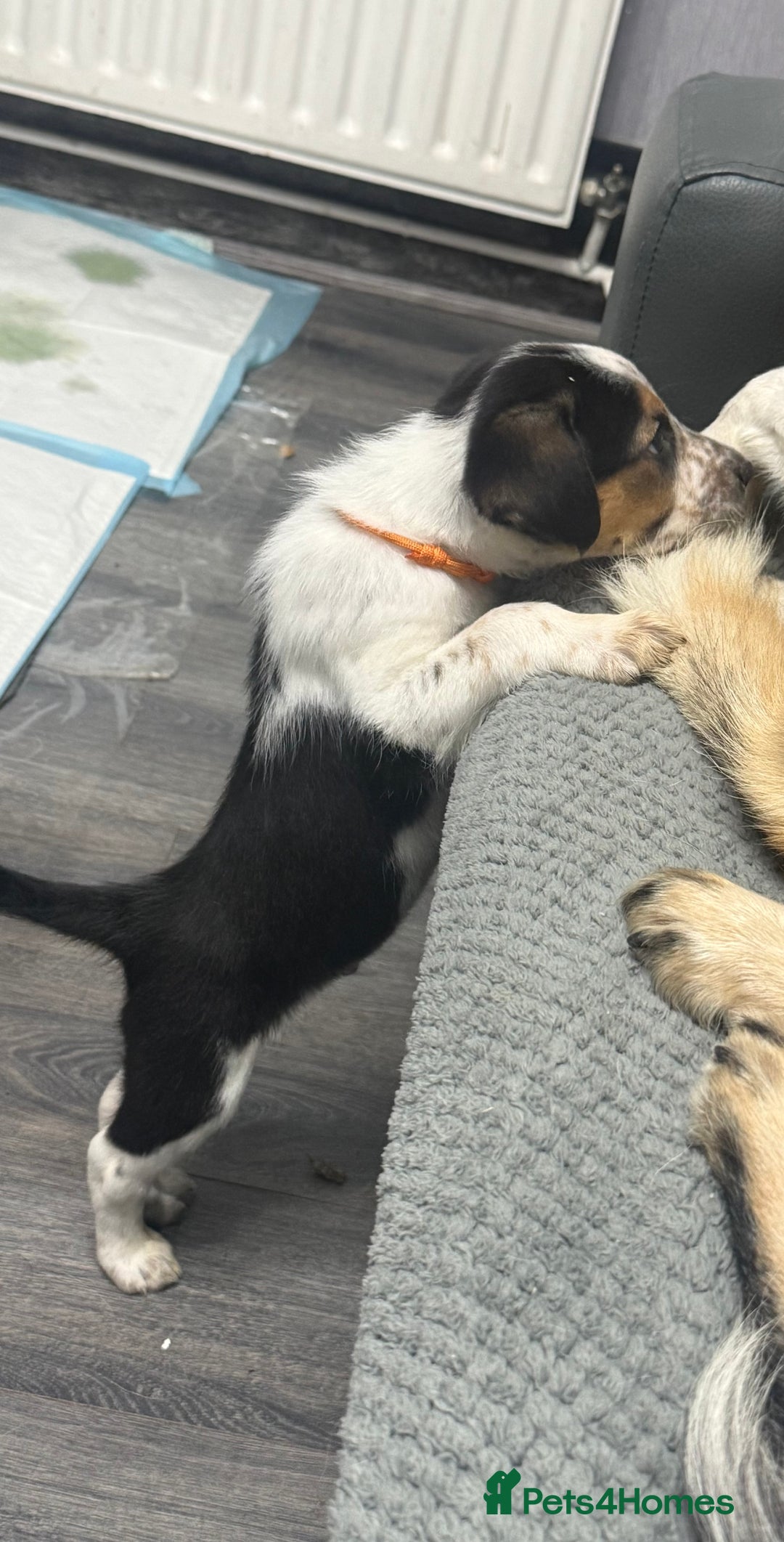 Border Collie dogs for sale: Border collie pups - Image 2