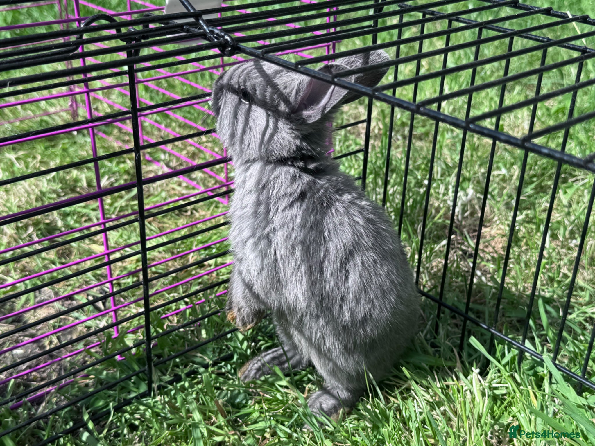 Netherland Dwarf rabbits Adorable Baby Netherland Dwarf Rabbits - Advert 1