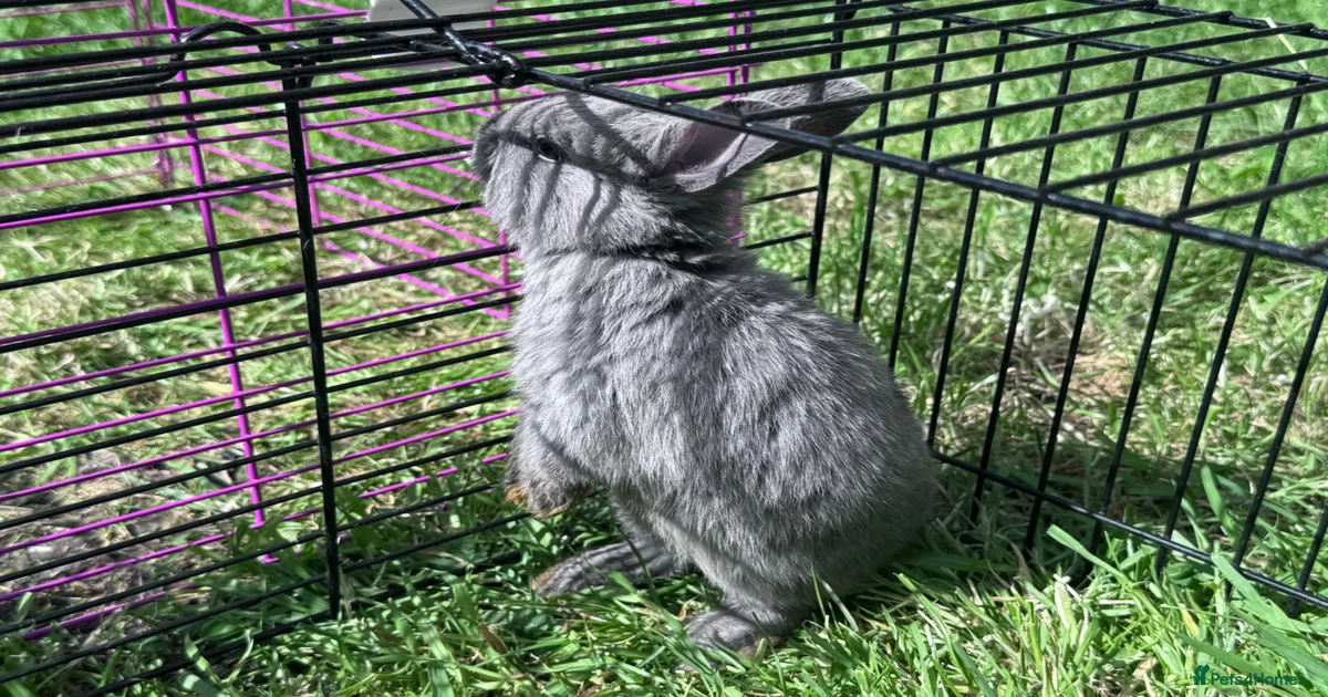 Adorable Baby Netherland Dwarf Rabbits for sale in Wembley | Pets4Homes