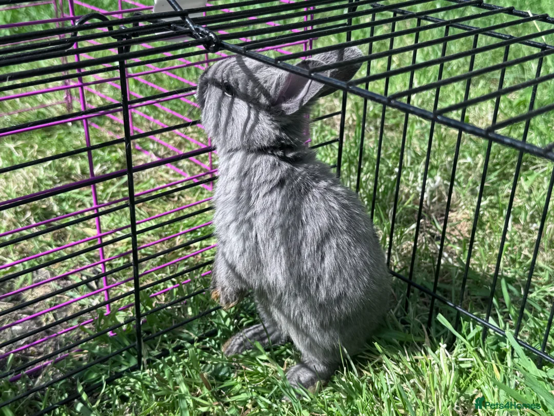 Netherland Dwarf rabbits for sale: Adorable Baby Netherland Dwarf Rabbits - Advert 1