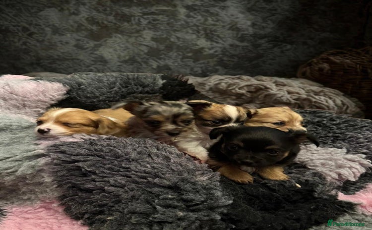 Chihuahua dogs - Advert 1