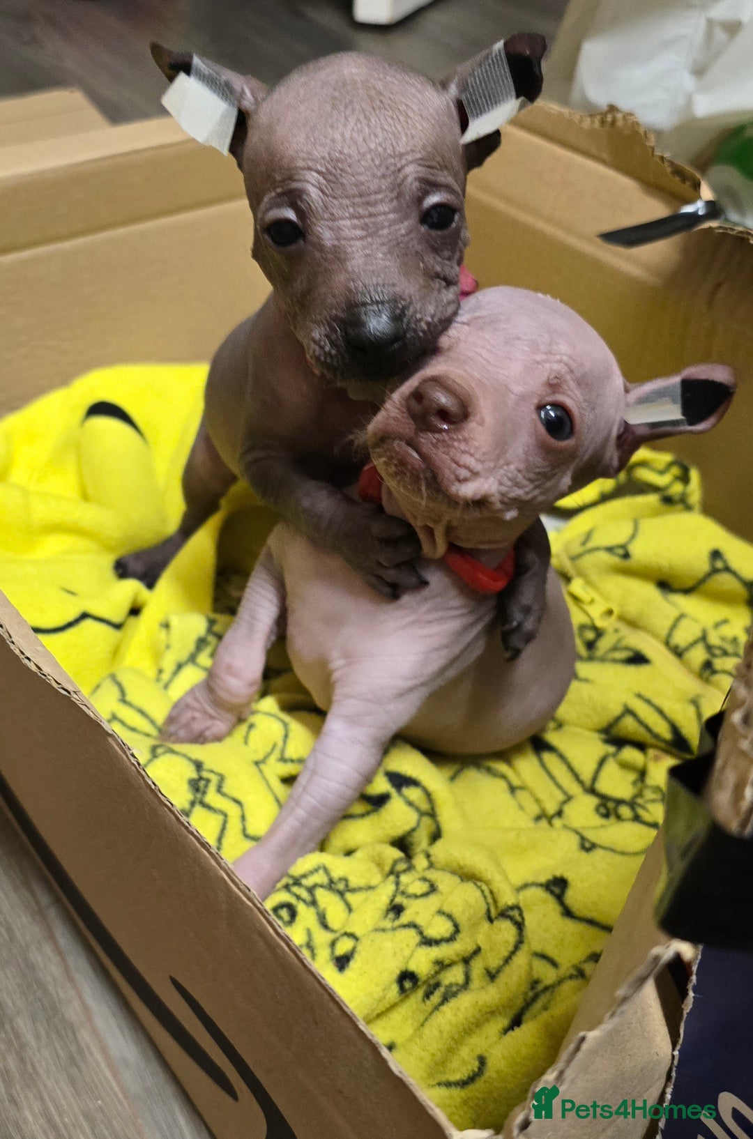 Mexican Hairless dogs for sale: Kc registered Xoloitzcuintle miniature puppies  - Advert 9