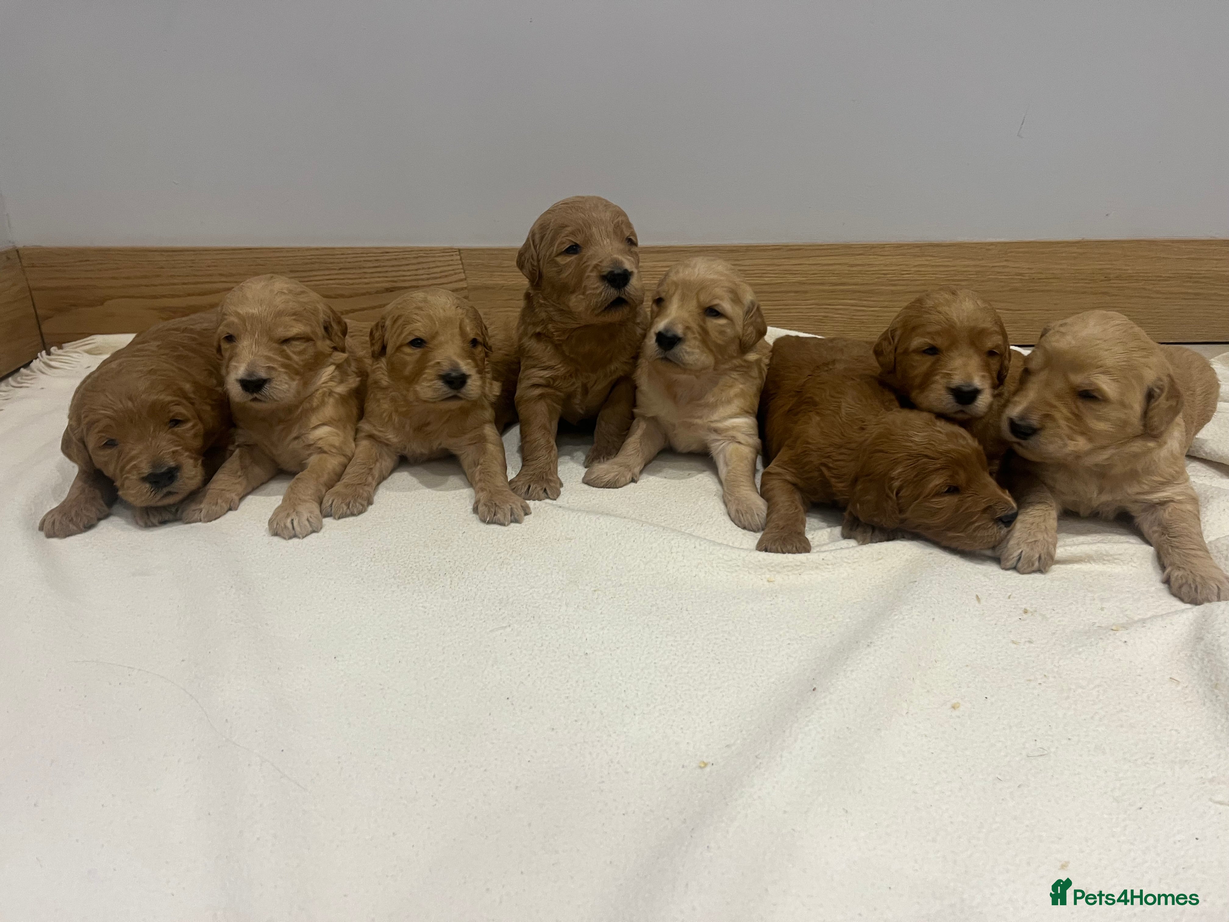 Goldendoodle dogs Gorgeous Goldendoodle Puppies  - Advert 2