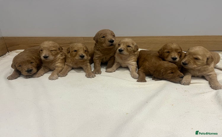 Goldendoodle dogs - Advert 2