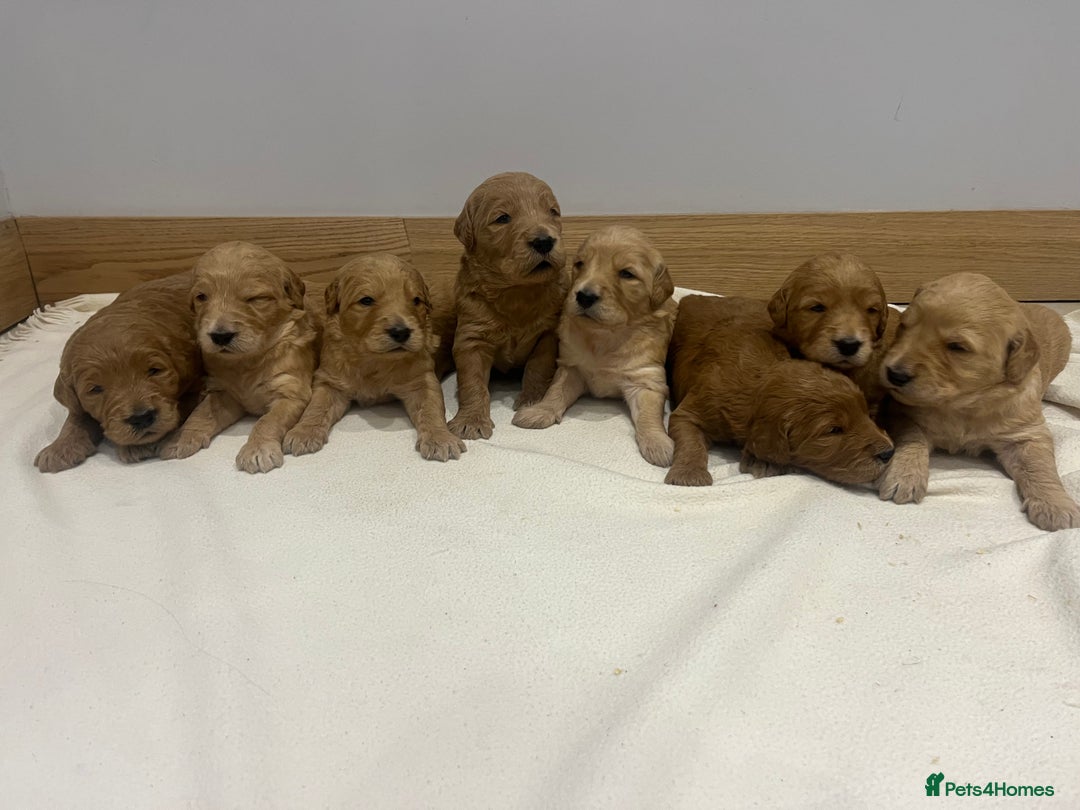 Goldendoodle dogs for sale: Gorgeous Goldendoodle Puppies  - Advert 1