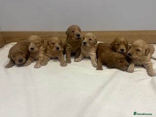 Goldendoodle dogs - Advert 2