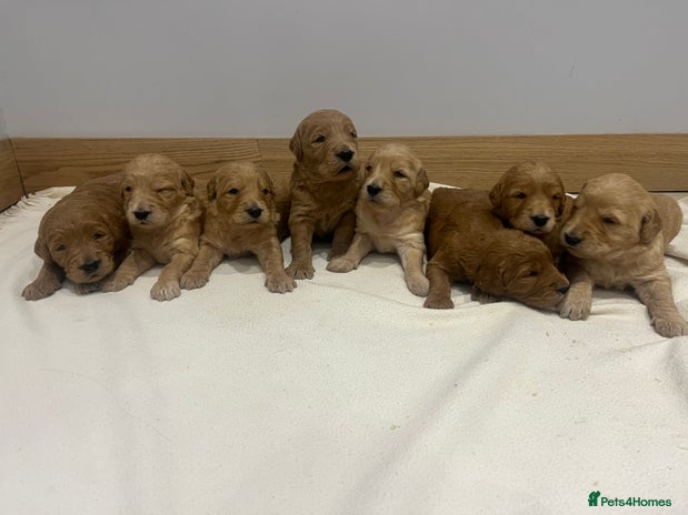 Goldendoodle dogs - Advert 3
