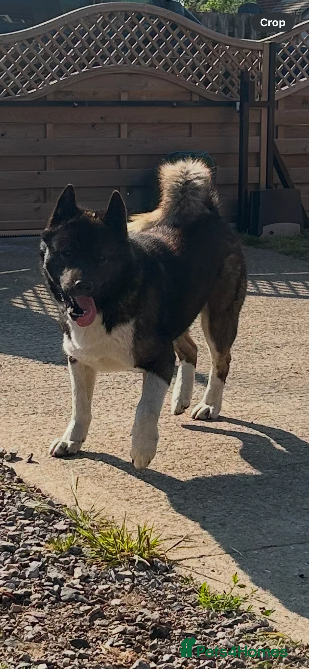 Akita dogs for stud: Akita for STUD only - Advert 1