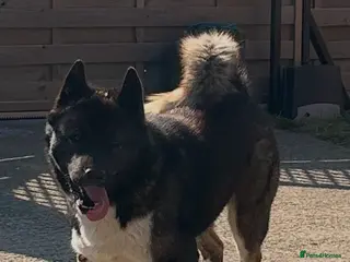 Akita dogs Akita for STUD only - Advert 6