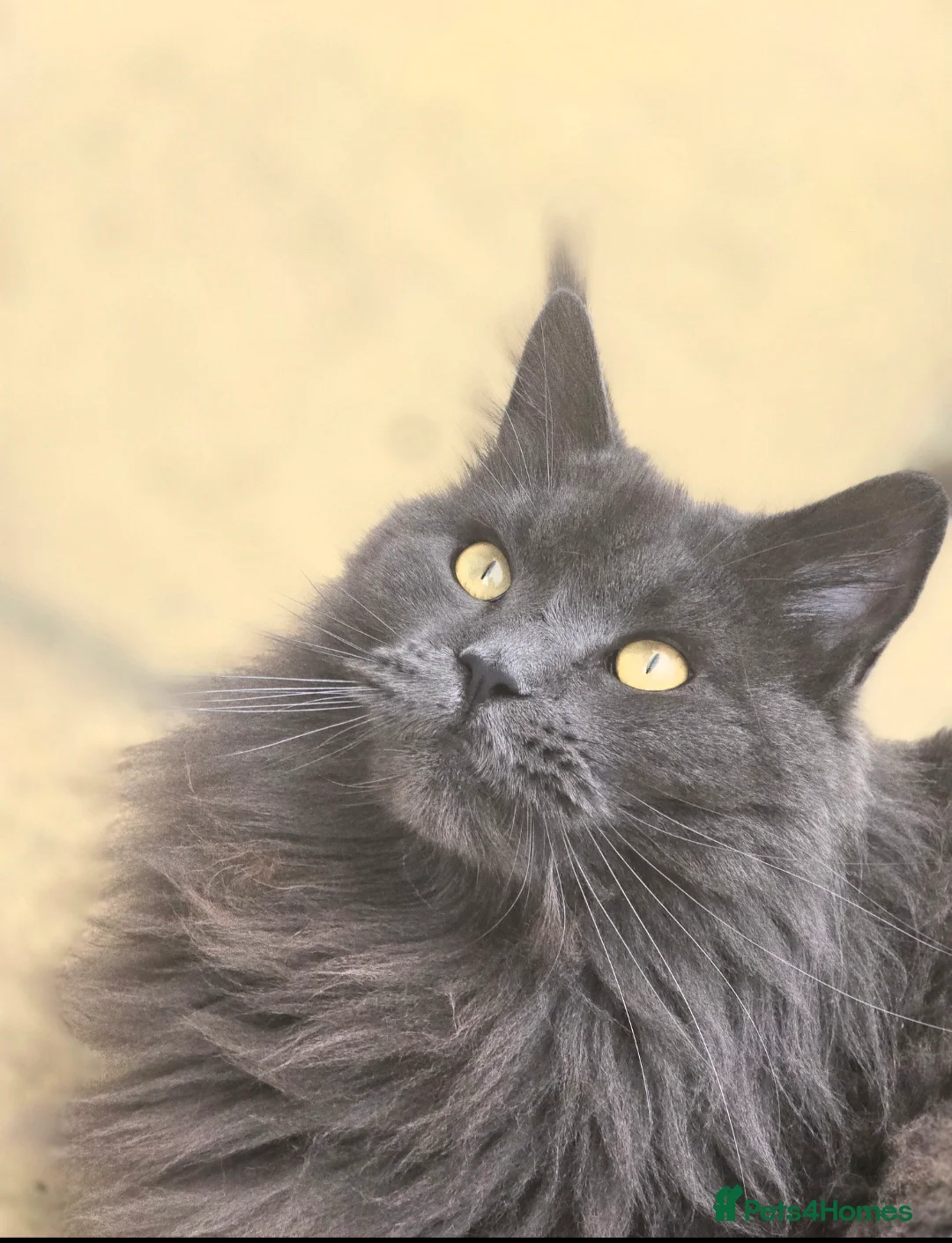 Maine Coon cats for sale: Blue female Maine coon - Advert 6