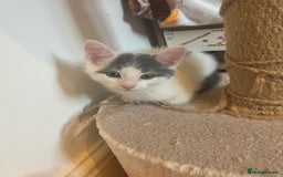 Mixed Breed cats for sale: Two beautiful litters 2 days apart  - Image 10