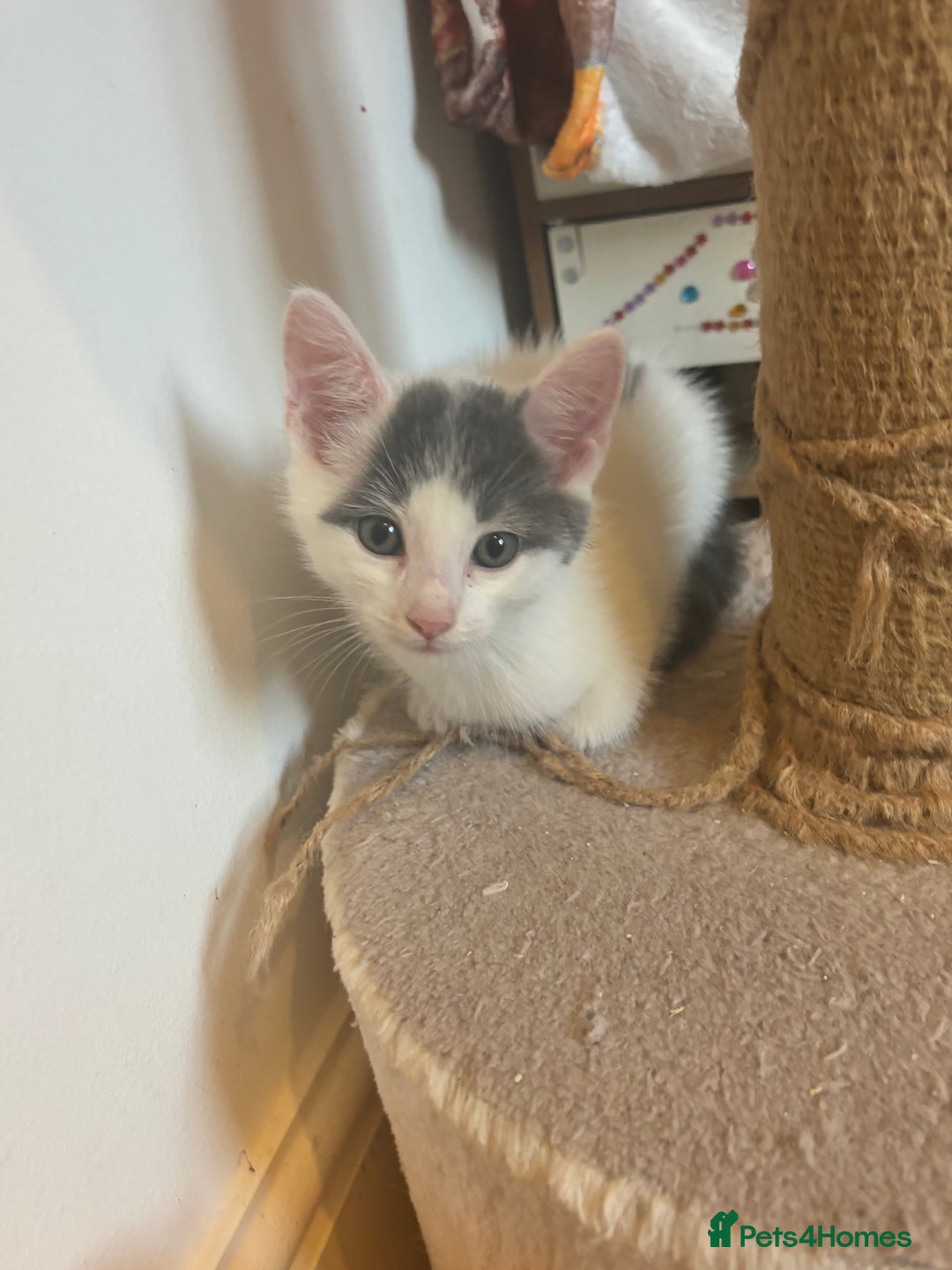 Mixed Breed cats for sale: Two beautiful litters 2 days apart  - Image 10