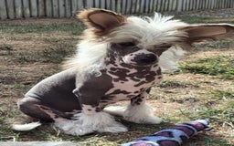 Chinese Crested dogs for sale: Beautiful Hairless Pup available. in Mitcheldean - Image 6