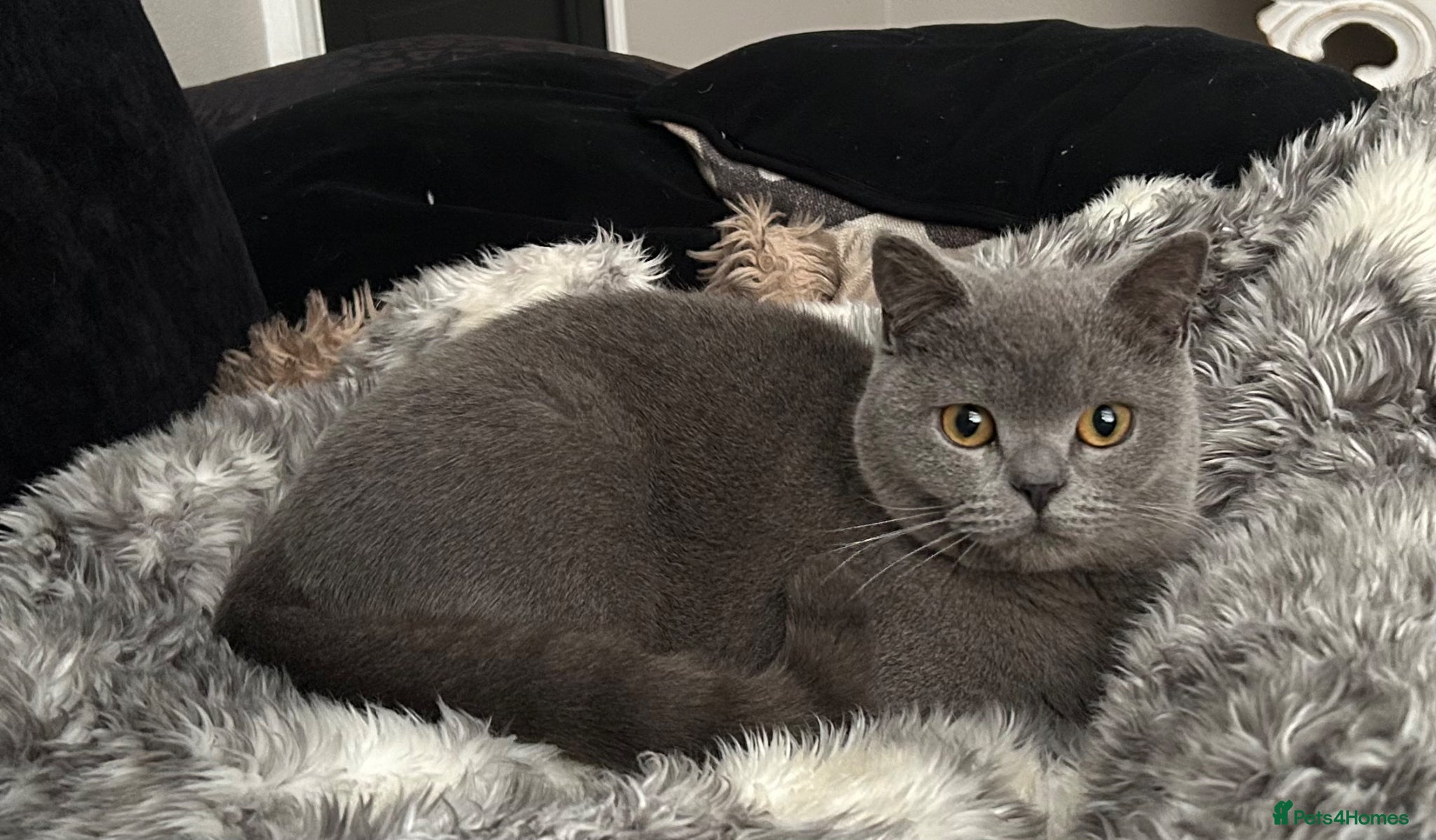 British Shorthair cats 12 month old British Shorthair Male - Advert 1
