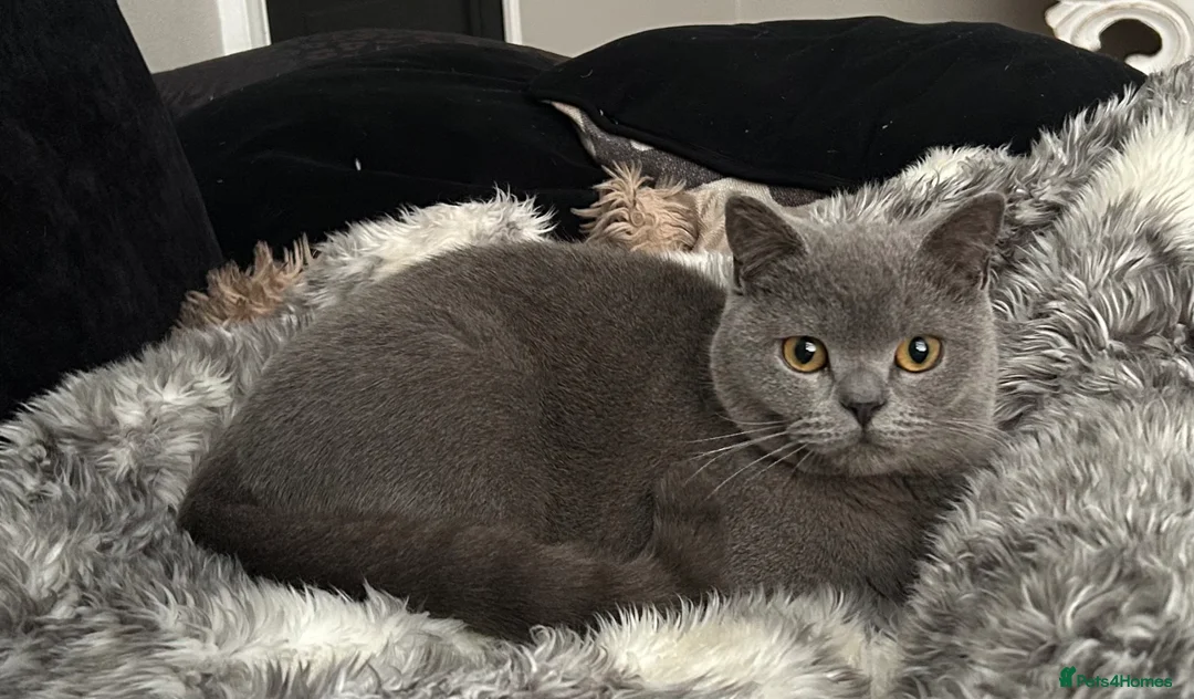 British Shorthair cats for sale: 12 month old British Shorthair Male - Advert 1