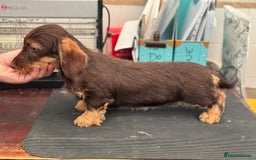 Miniature Dachshund dogs for sale: Miniature wire haired Dachshund  - Image 2