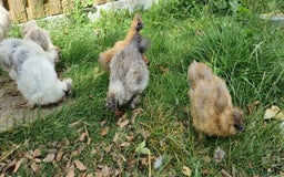 Chickens poultry for sale: Bearded Silkie (8-10 weeks) - Image 13