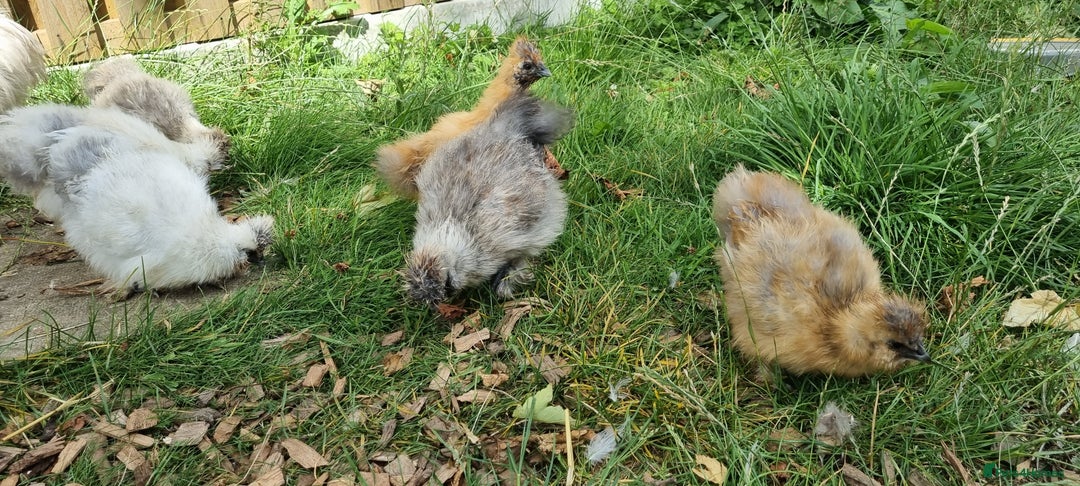 Chickens poultry for sale: Bearded Silkie (8-10 weeks) - Image 13