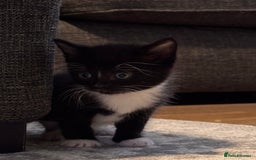 Mixed Breed cats for sale: 4 adorable kittens looking for a new home - Image 5