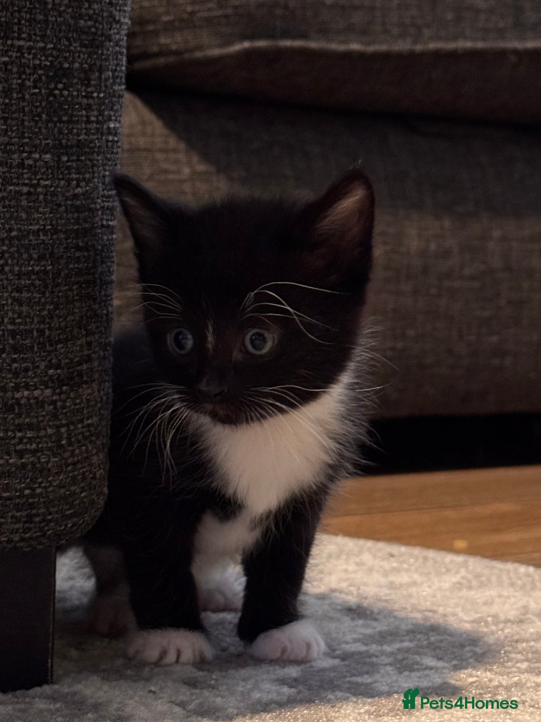Mixed Breed cats for sale: 4 adorable kittens looking for a new home - Image 5