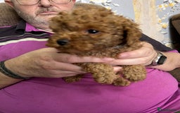 Toy Poodle dogs for sale: Red toy poodle - Image 8