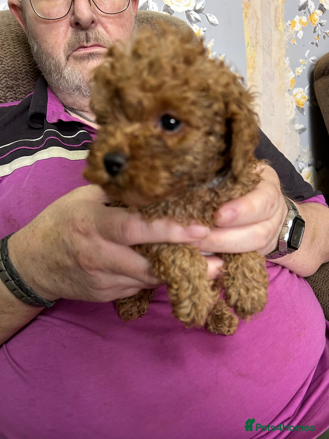 Toy Poodle dogs for sale: Red toy poodle - Image 8