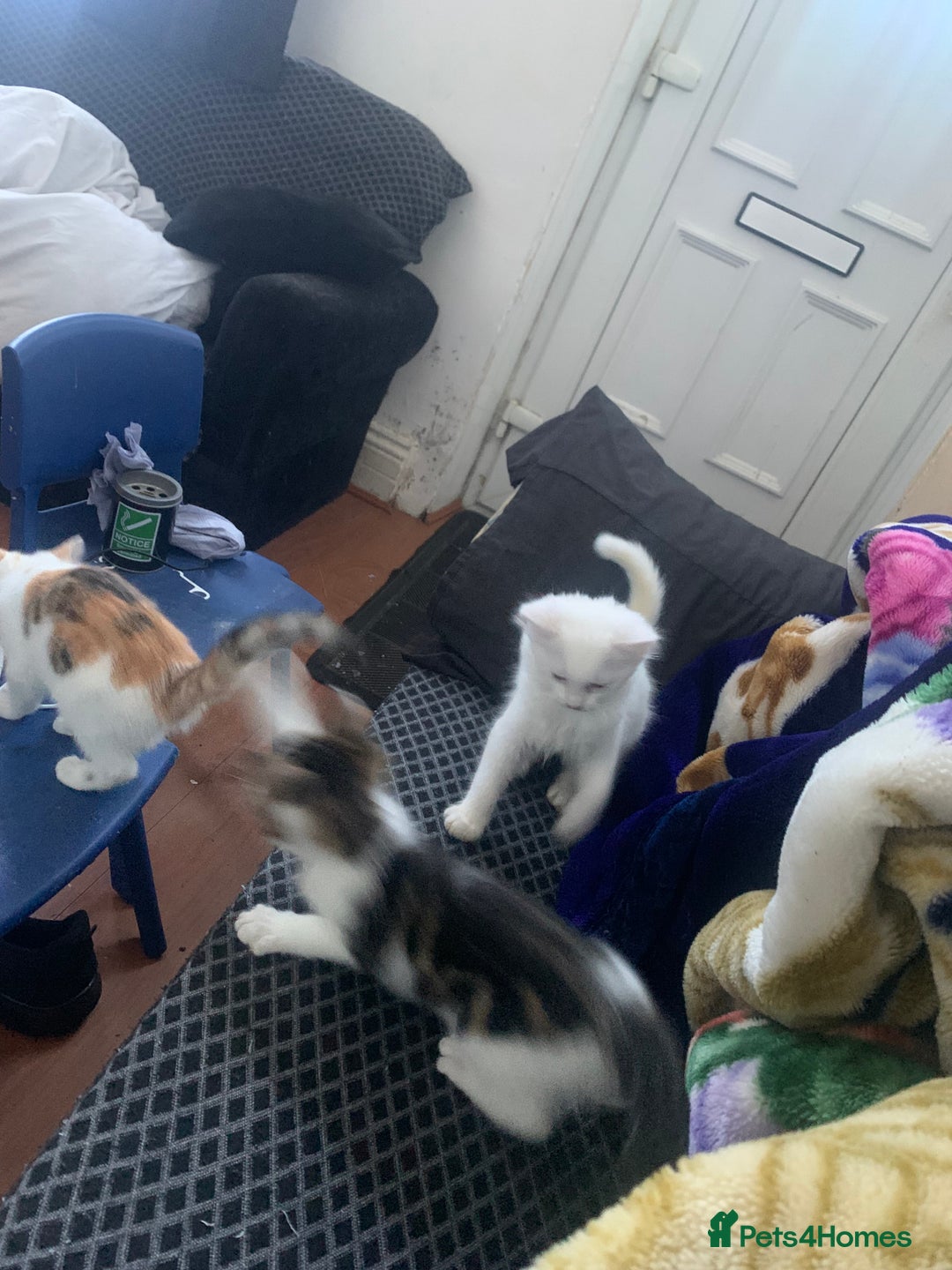 British Shorthair cats for sale: 3 Kitten ready to leave today  - Advert 14