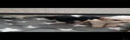 Cockapoo dogs for sale: Cockapoo puppies - Advert 19