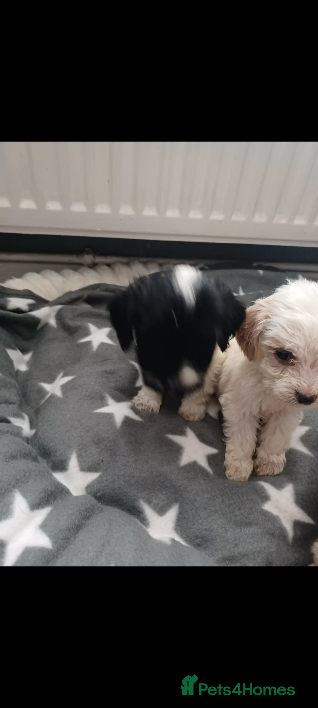 Cockapoo dogs for sale: Cockapoo puppies - Advert 19