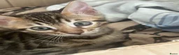 Bengal cats for sale: Bengal kittens  - Advert 30