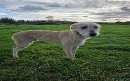Lurcher dogs for sale: Lurcher boy for sale  - Image 7