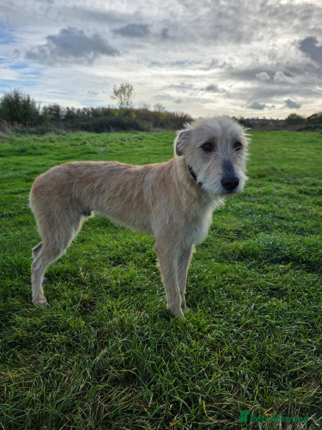 Lurcher dogs for sale: Lurcher boy for sale  - Image 7