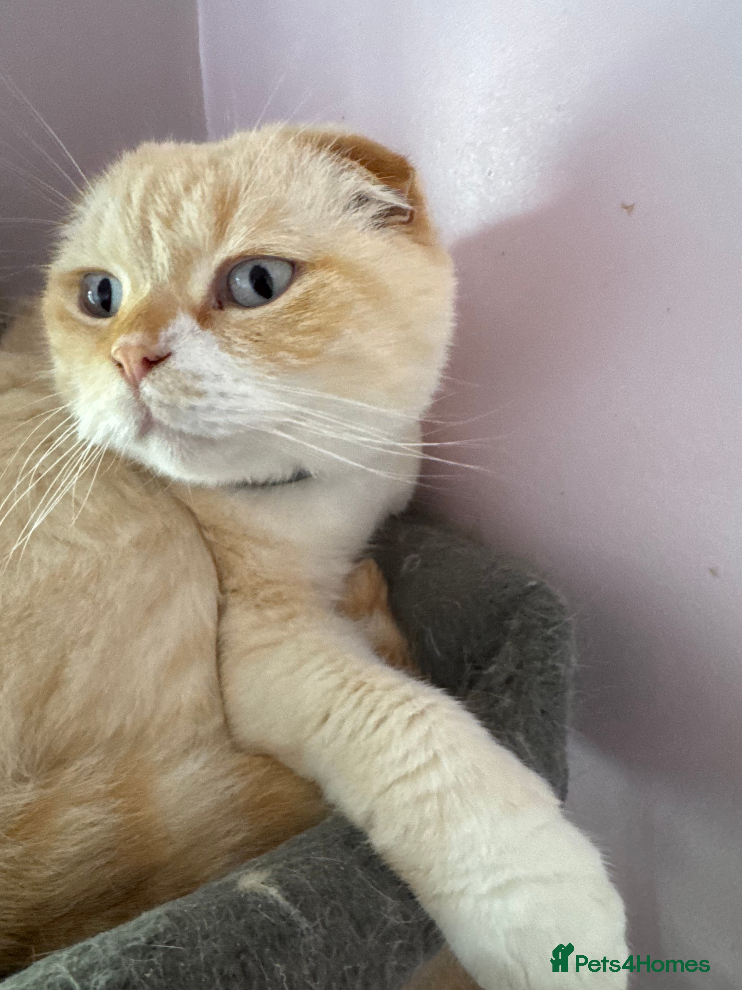 Scottish Fold cats Scottish fold adult cats  - Advert 1