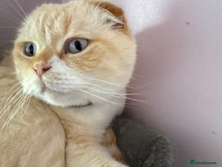 Scottish Fold cats Scottish fold adult cats - Advert 1